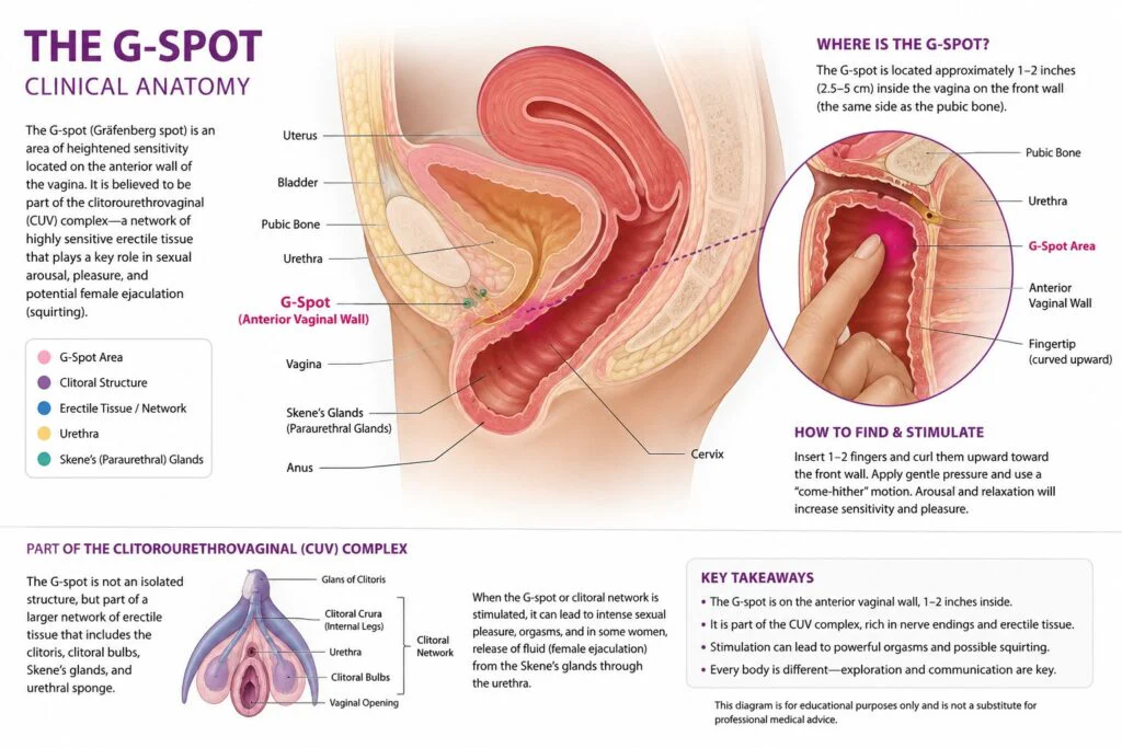 G-Spot Orgasms Clinical Anatomy Guide Infographic